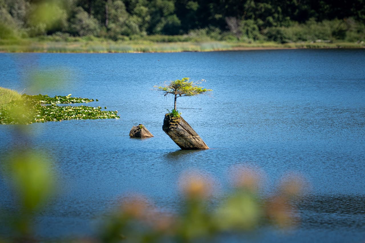 Fairy Tree at Fairy Lake